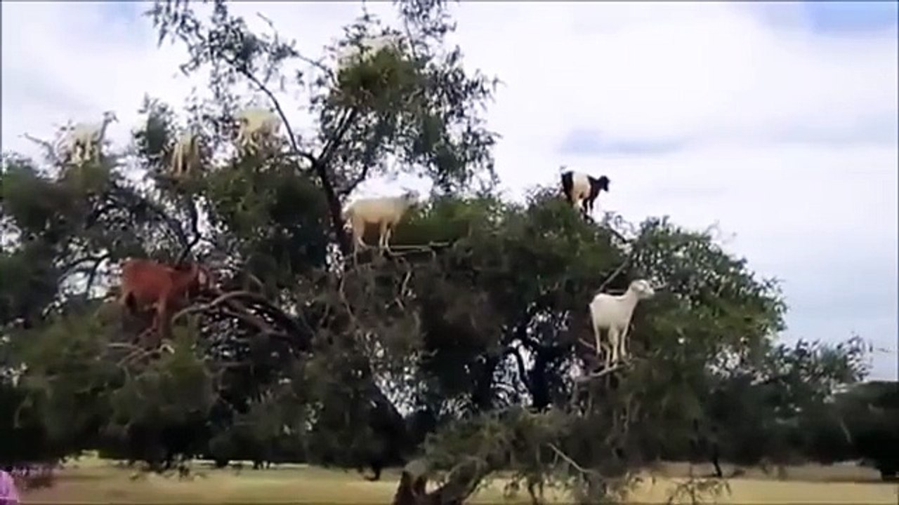 Козлы штурмуют дерево