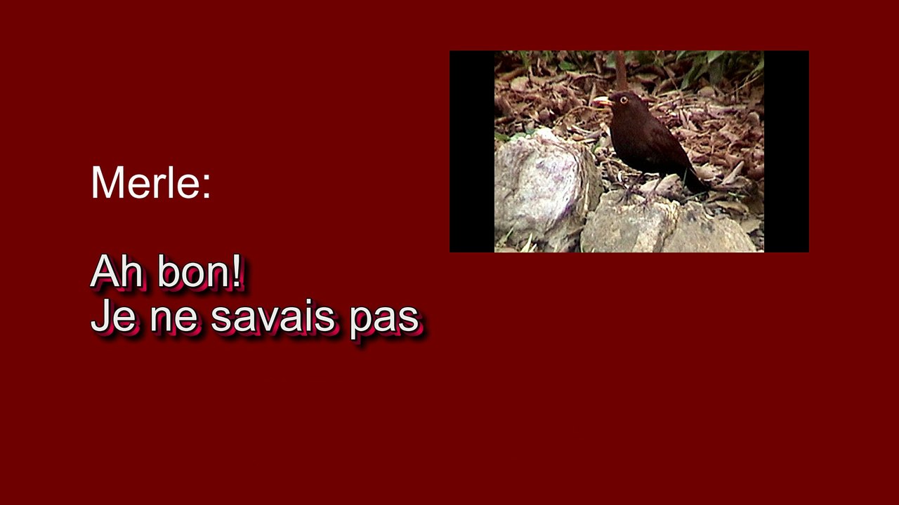 Ecoutez les oiseaux qui se parlent!