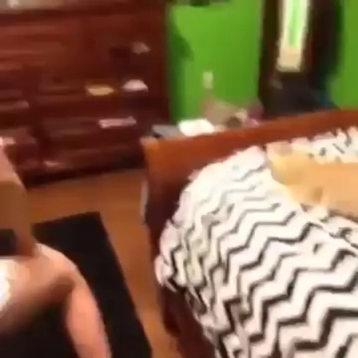 Cat danse cul
