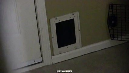 Явление кота народу!