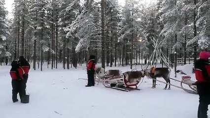 Du lịch Bắc Âu - Trải nghiệm trên chiếc xe tuần lộc kéo tại Rovaniemi 2014
