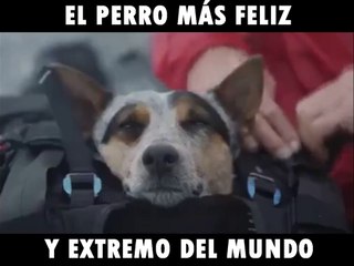El perro más feliz y extremo del mundo