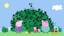 캔디 Peppa Pig - The Blackberry Bush (Clip) Praščić Pepa