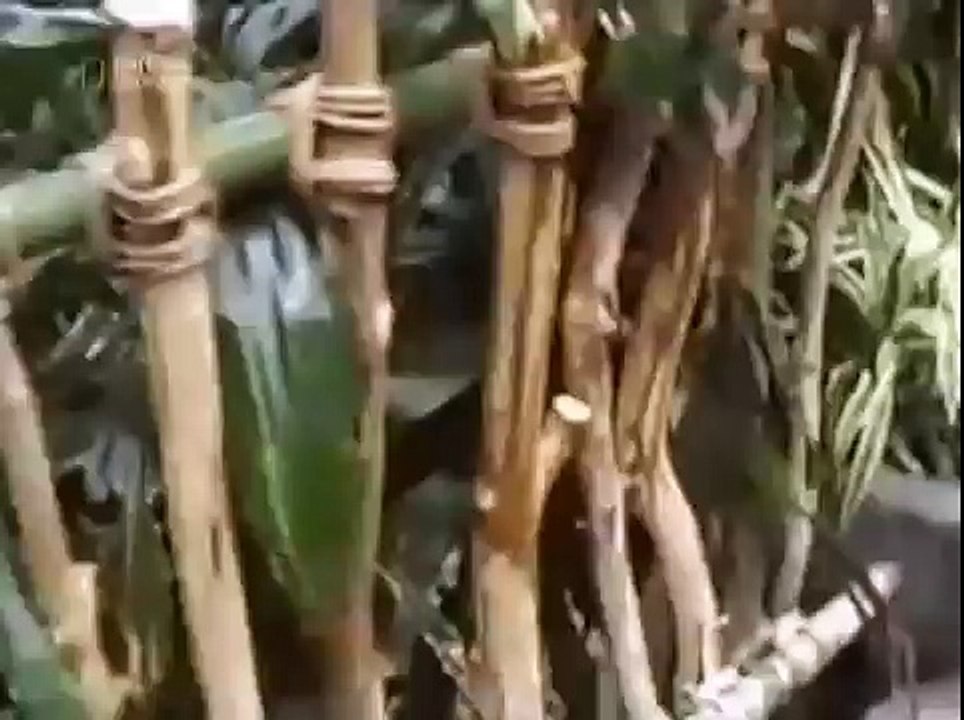 Dangerous Monkey catch a child at zoo