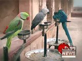 LAHORE-FOART-Macaw Birds Parrots