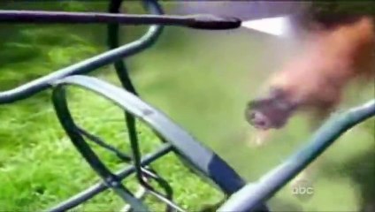 ☺ America s Funniest Home Videos Part 2   OrangeCabinet