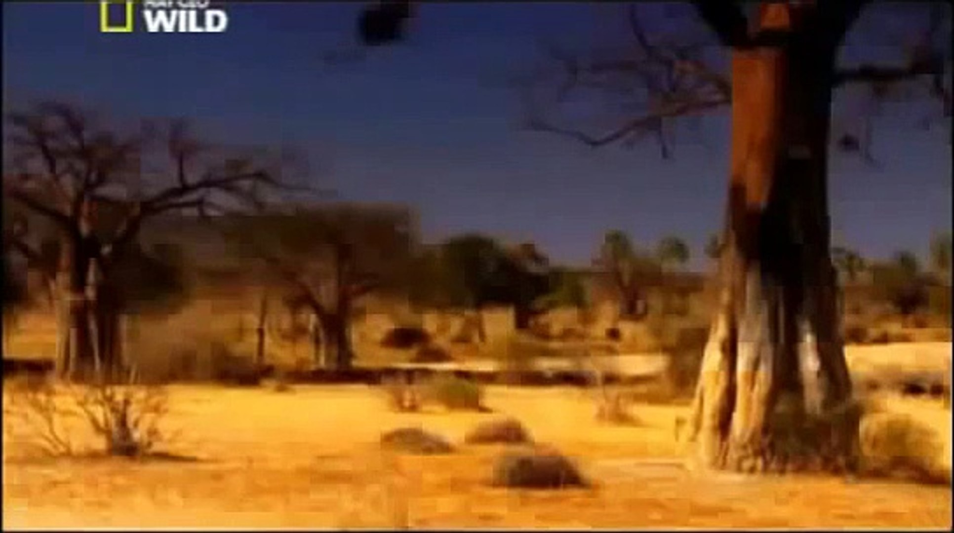 ⁣Documentary Lion Battle zone full documentary wildlife animals 2013 HD - Dailymotion