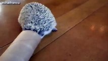 Cute And Funny Hedgehog Videos Compilation 2014 [NEW]