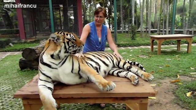 Lions, Tigers And Cheetahs Also Like Cuddling - Big Cats Compilation