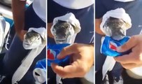 Kirpi Balığı Teneke Kutuyu Isırarak Parçaladı