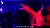 【作業用BGM】AKB夏曲メドレー(ポニシュ～さよクロ)