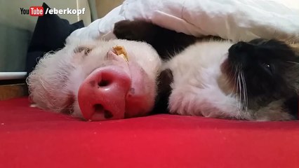 L'adorable amitié entre un chat et un cochon