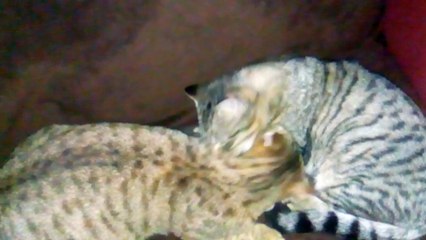 Toilette des chats