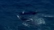 Un bébé baleine coincé dans un filet anti-requin sauvé de la mort!