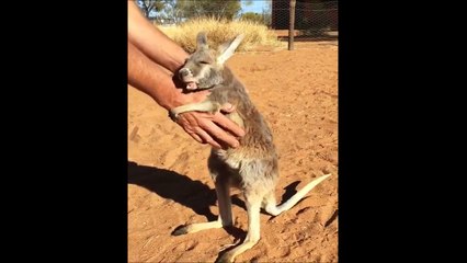 Ce bébé kangourou abandonné à besoin d'un gros calin!