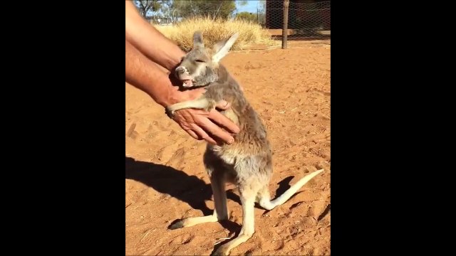 Ce bébé kangourou abandonné à besoin d'un gros calin!