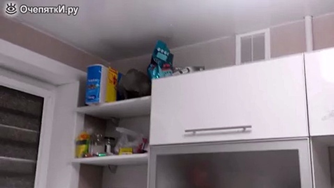 Кошачий промысел в действии