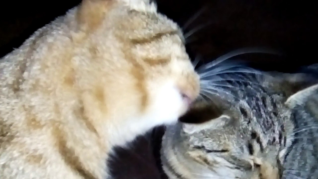 Le chaton a six mois