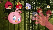Angry Birds finger family and more nursery rhymes , Animated cartoon watch online free 2016