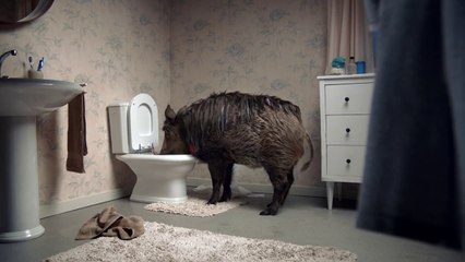 BETC Paris pour Canal + - «Le Phacochère» - novembre 2015