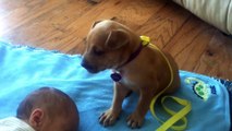 Cute puppy falls asleep with this sleeping Baby... Love this video!