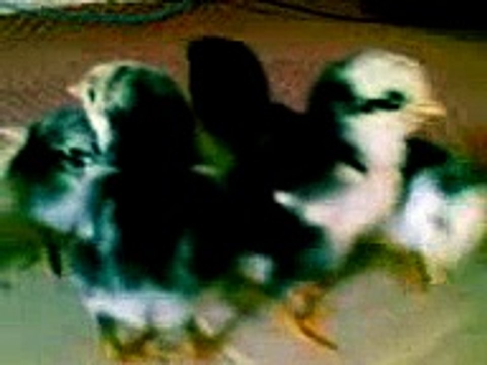 Aseel Chozay 1 day old crying when their mother's not in sight -
