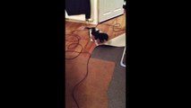 Cute puppy hates the vacuum cleaner