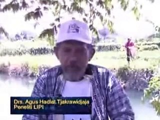 Cara budidaya Ikan Arwana