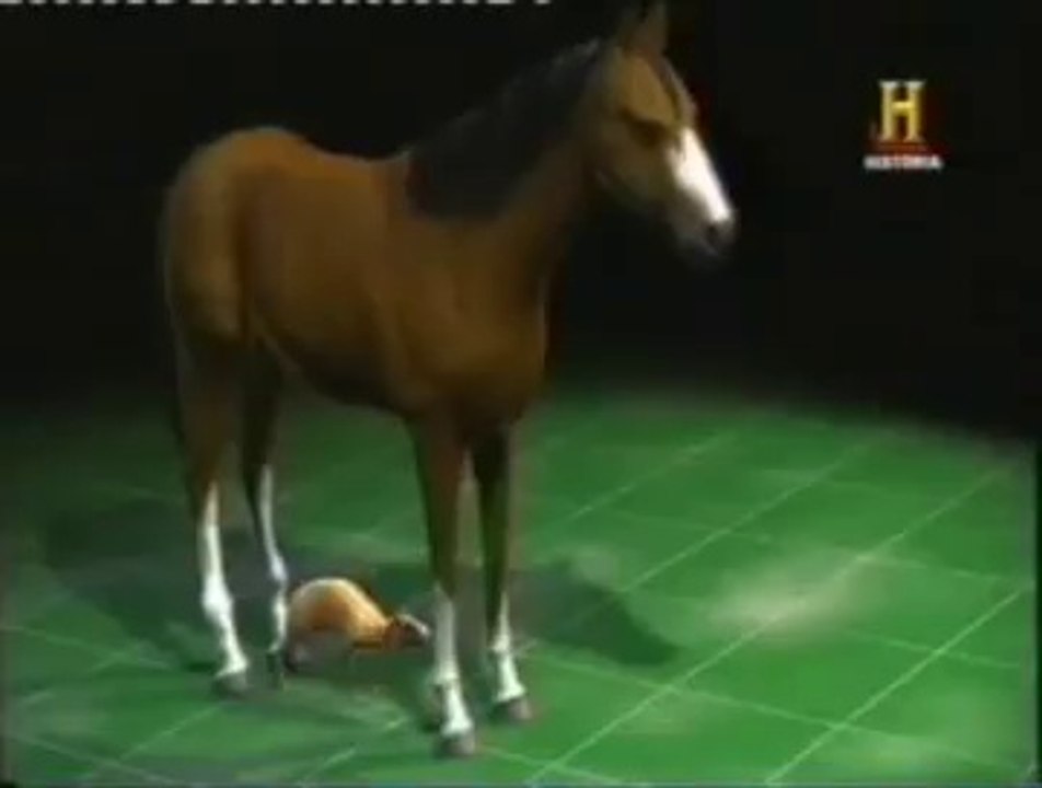 Historia del caballo