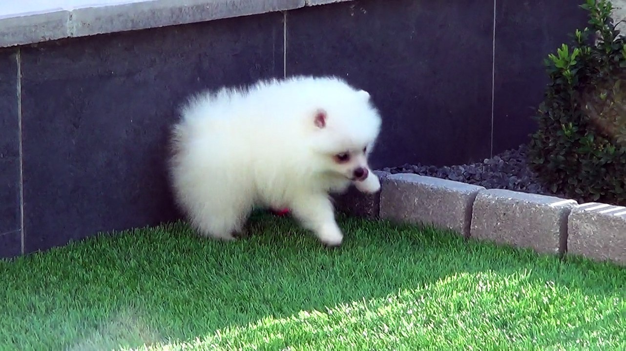 Chiot Pomeranien Nain Blanc Video Dailymotion