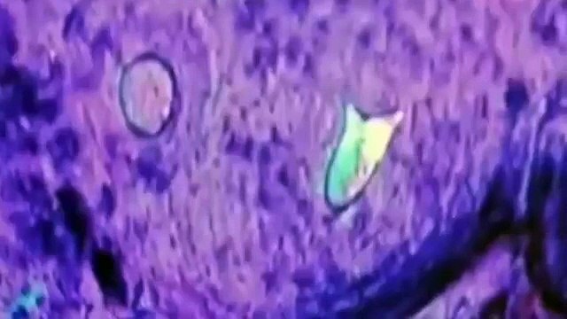 Dinosaurs Documentary: SCIENCE FICTION OR REALITY? [Special National Geographic Documentar