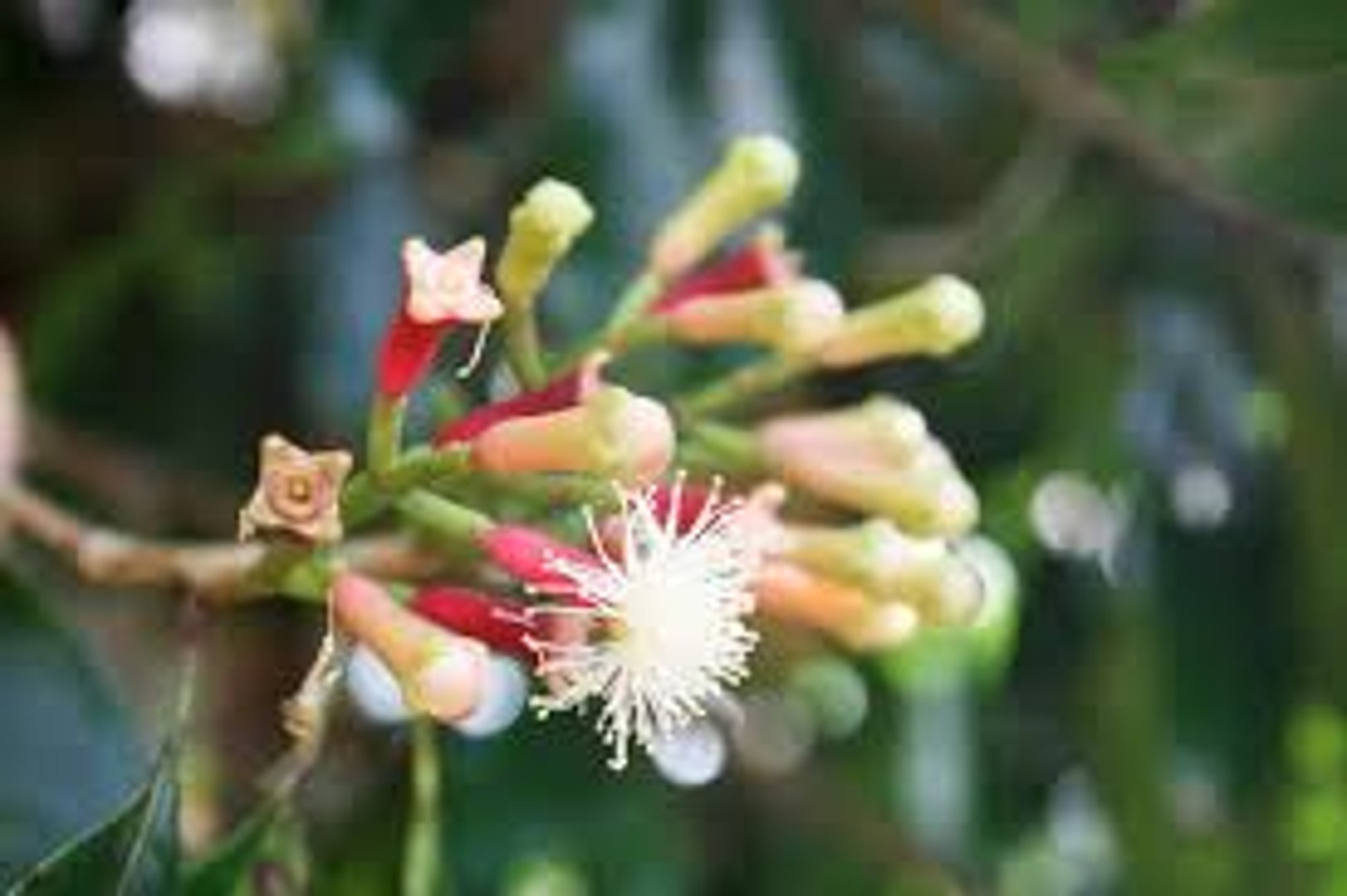 ⁣What are the Medical Health Benefits of Cloves for Beauty and your body