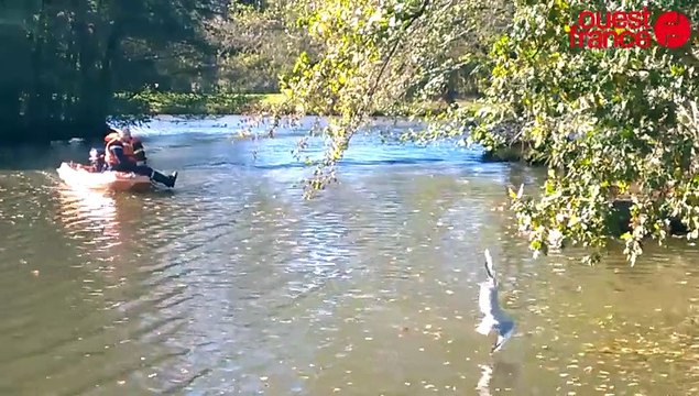 Insolite : les pompiers sauvent une mouette près de Rennes