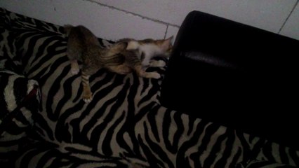 cat funny moment home sweet home