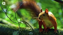 New York City Squirrel Steals A Tomato From My Bag ~ Tomato Squirrel Thief