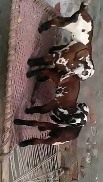 Breed Zone