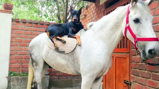 Ce que fait ce doberman avec ces chevaux est impressionnant doberman and horse