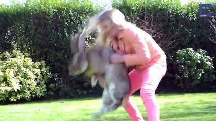 TOP des Top Darius, le plus gros lapin du monde