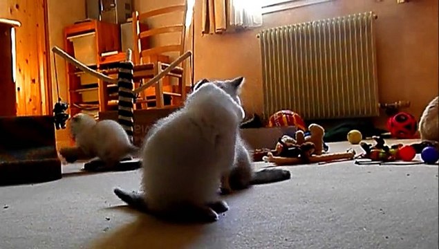 Les chatons ont 7 semaines