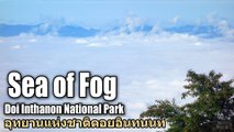 Sea of Fog Doi Inthanon National Park