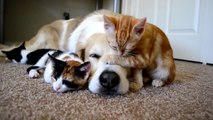 Dog sleeping with kittens : so adorable pets!