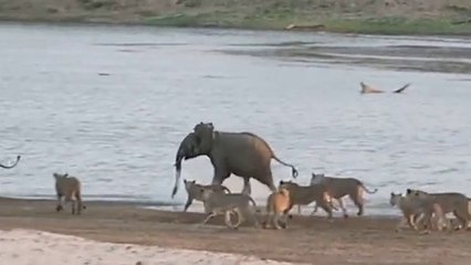Young Elephant Survives Attack By Lion Pack