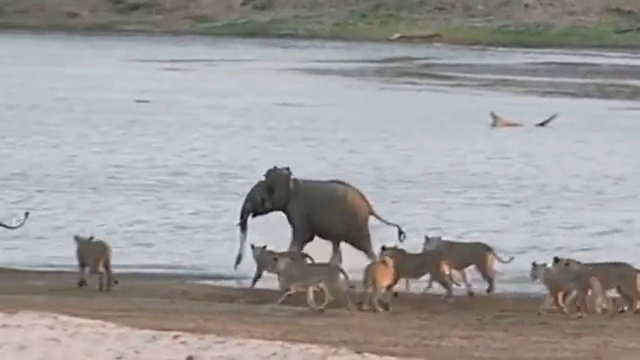 Young Elephant Survives Attack By Lion Pack