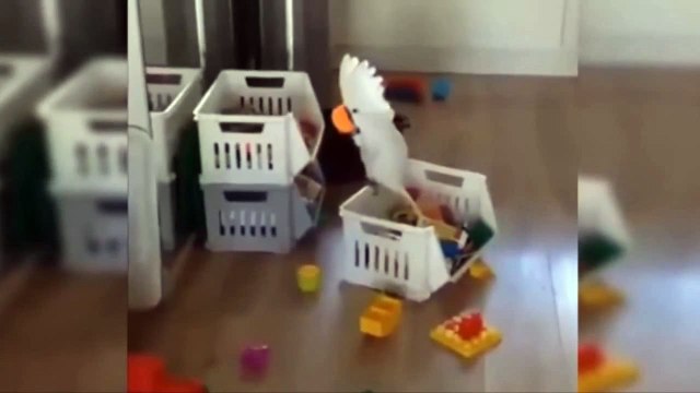 The Funny Fail Compilation Vines _ Best Of Funny pranks, Cats, Dogs, 2105 #02