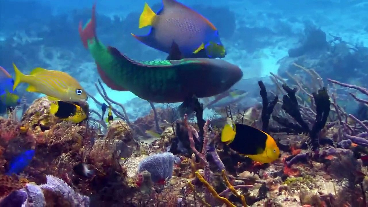 Theres No Way Out Of Here David Gilmour (1978) HQ Audio HD Video