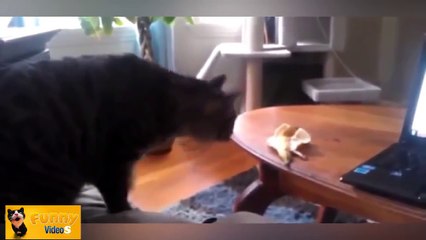 Funny Cats Compilation 60 min - NEW in HD 2014