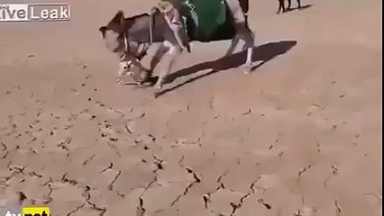 کون کہتا ہے گدھا ۔۔۔ گدھا ہوتا ہے