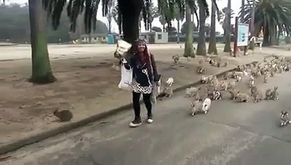 اتنے خرگوش دیکھیں ہے کبھی