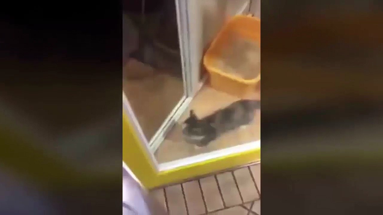 Kitten doing exercises