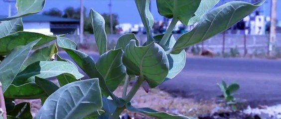 Ayya Samy - A Village Tamil Short Film - Redpix Short Film